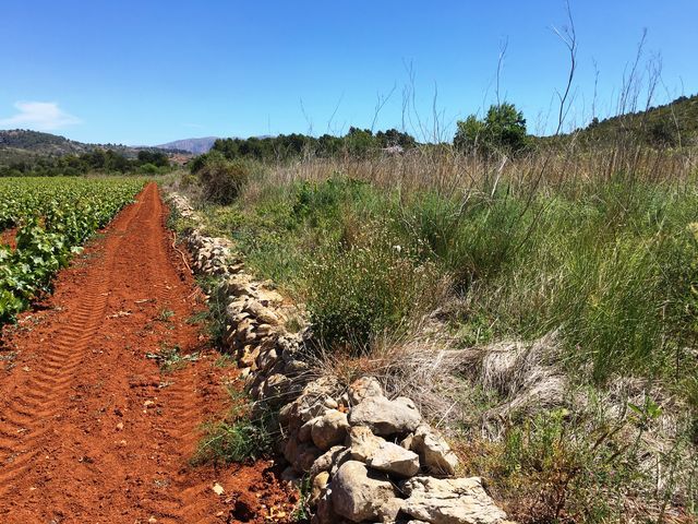 FANTASTIC PLOT FOR SALE IN LLIBER, COSTA BLANCA, ALICANTE